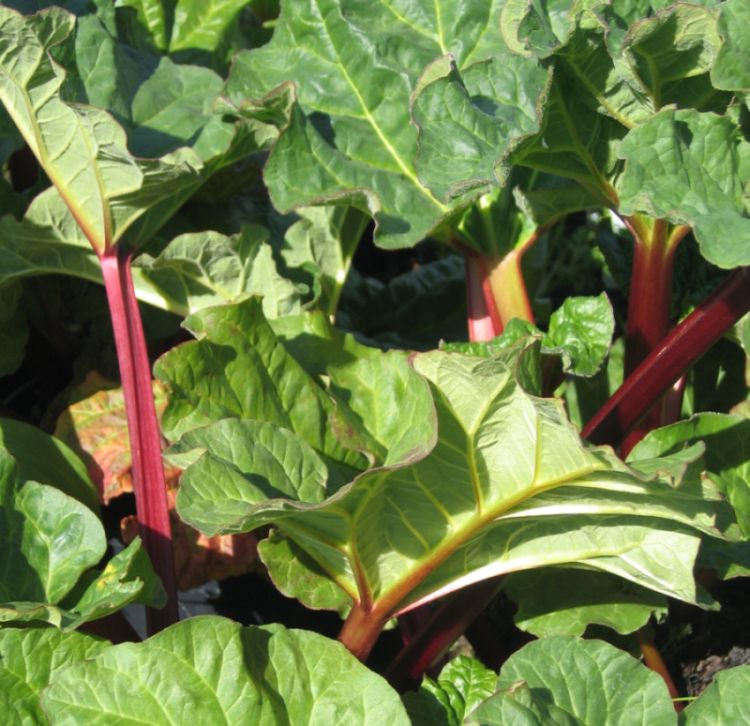 Oxalic Acid in Your Food What is the Potential Harm?