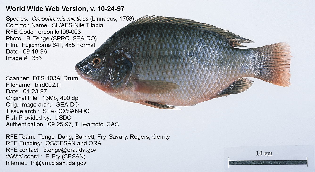 Tilapia Fish