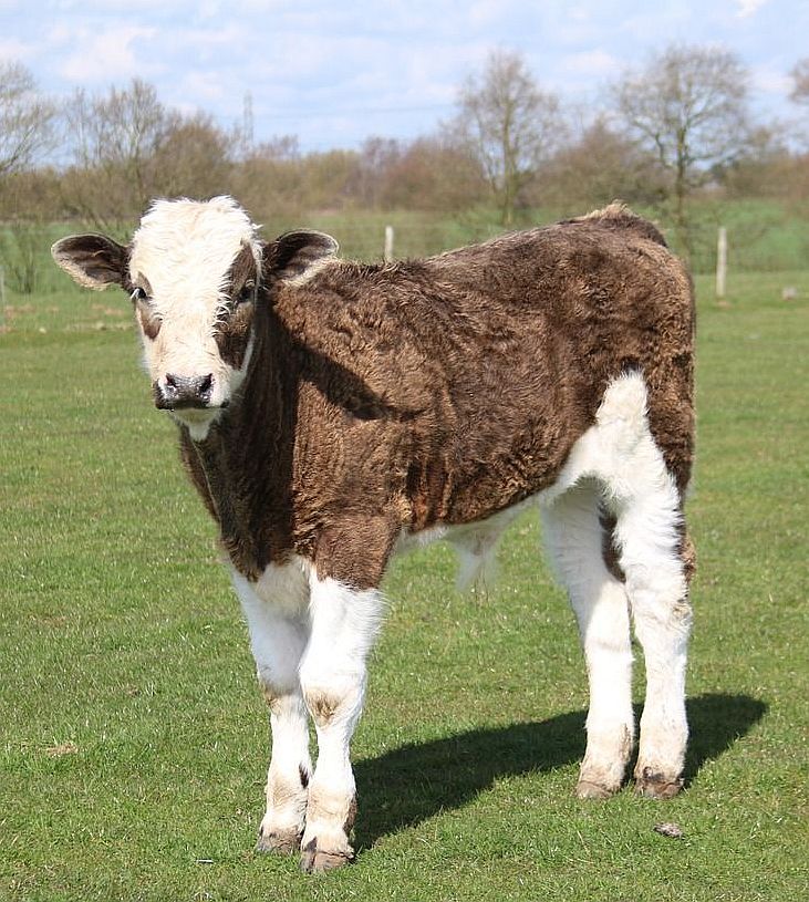 Wilted Cherry Leaves Kill What is the Chemical Cause?