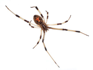 Brown widow spider image by Matthew Field, GNU Free Documentation License 1.2