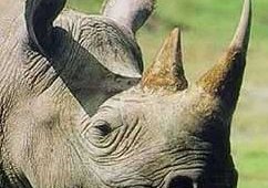 A rhino's horn is similar to callus skin.