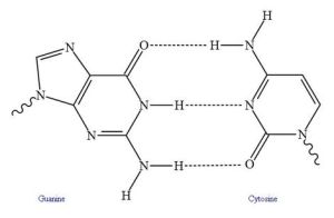 Hydrogen Bonding - PD Wikimedia Commons by Isilanes