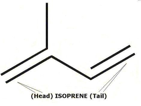 Isoprene rule