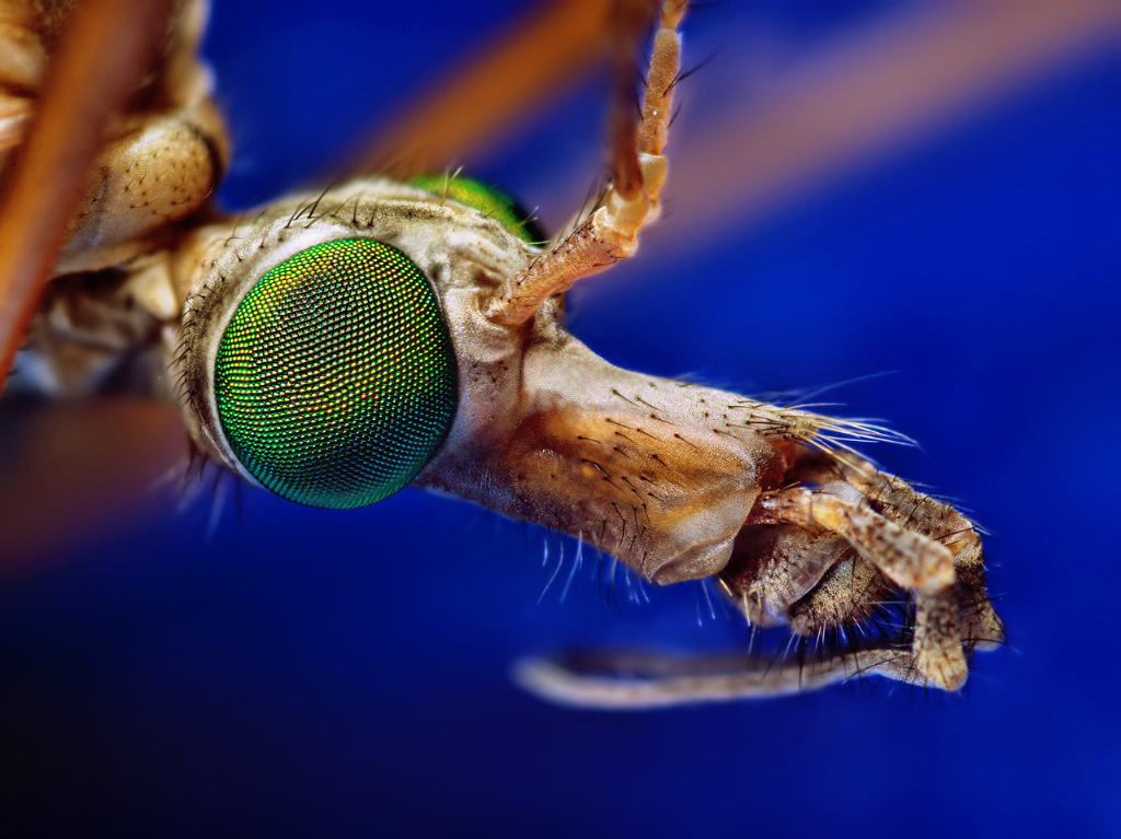 Crane Fly Giant Mosquito