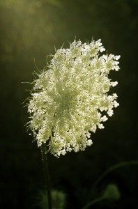 Daucus carota or Queen Anne's Lace Image PD, Wikimedia Commons progenitor