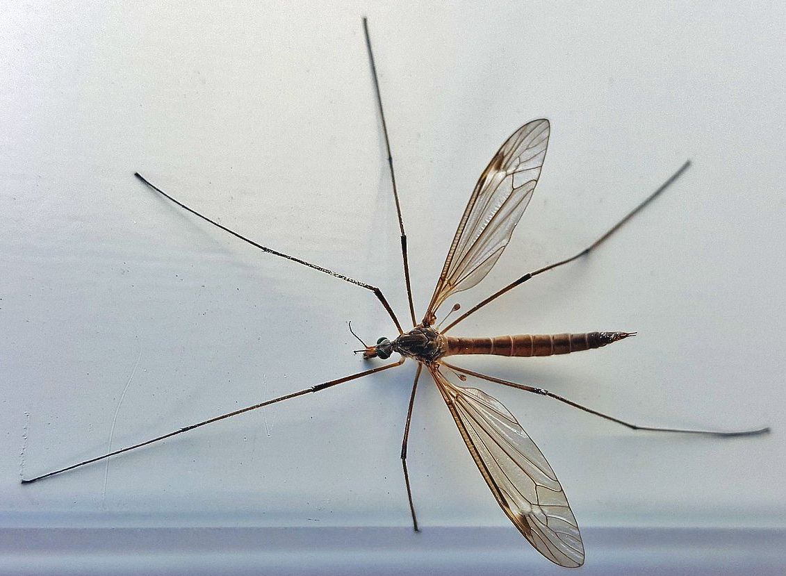 Crane Fly Giant Mosquito