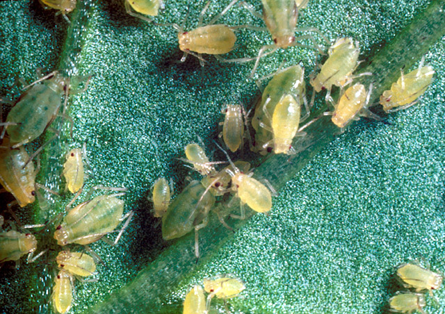 Aphids & virus management
