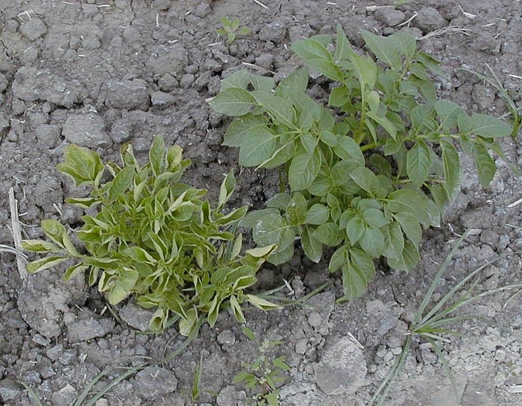 Potato Leaf Roll Virus Reminiscent of the Irish Potato Blight
