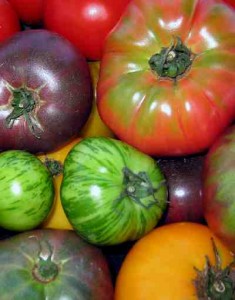 Grafting Tomatoes 