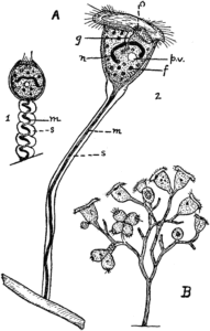 Vorticella