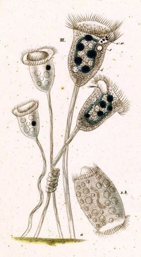 Vorticella convallaria