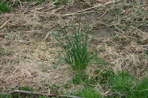 Image 3 - Allium vineale, early spring, by SB Johnny, Wikimedia GNU License 1.2