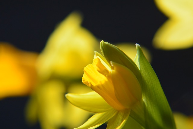 spring flora