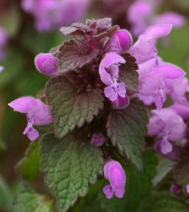 Lamium purpureum - Image by Daniel J. Layton, GNU Free Documentation License version 1.2