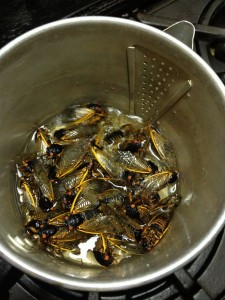 cicada stir fry