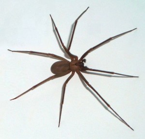 Brown recluse spider