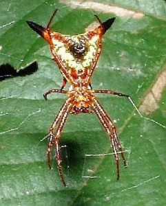 The Micrathena sagittata spider - PD Wikimedia Commons by Tim Ross