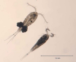 Cyclops bicuspidatus - Image: NOAA