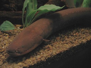 Electric Eel - Wikimedia Commons Attribution 2.5 Generic by Vsion