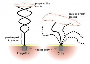 Flagella and Cilia - CCA 3.0 Unported by Urutsegh and Kohidai