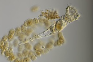 Rotifer