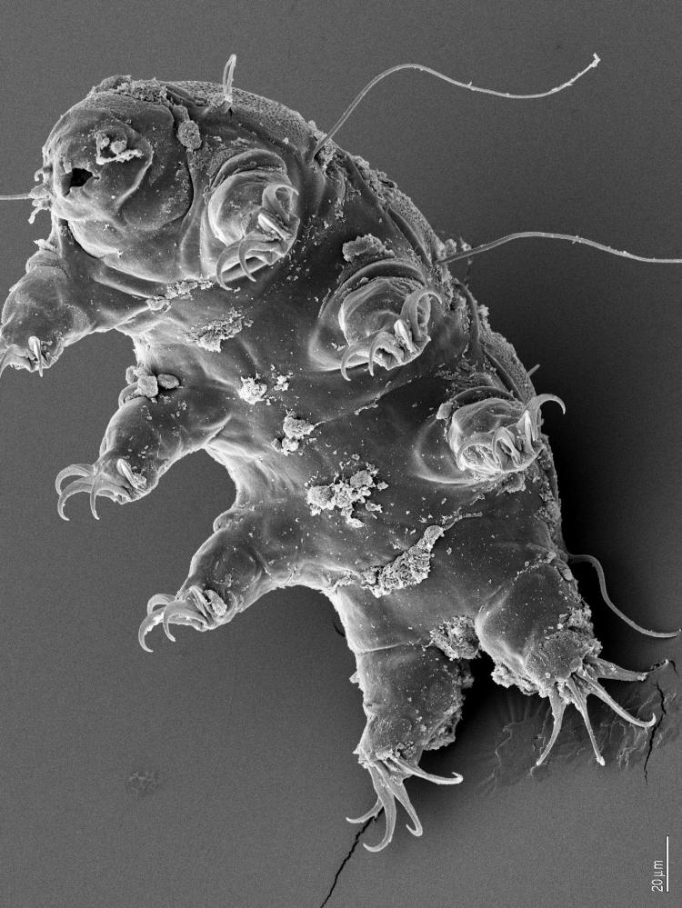 water bear