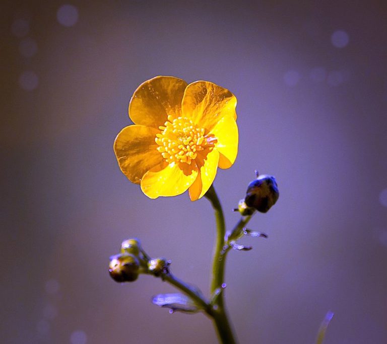 Buttercups Glow at Night Have You Ever Noticed?