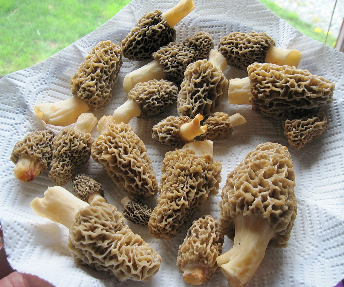 gathering morel mushrooms