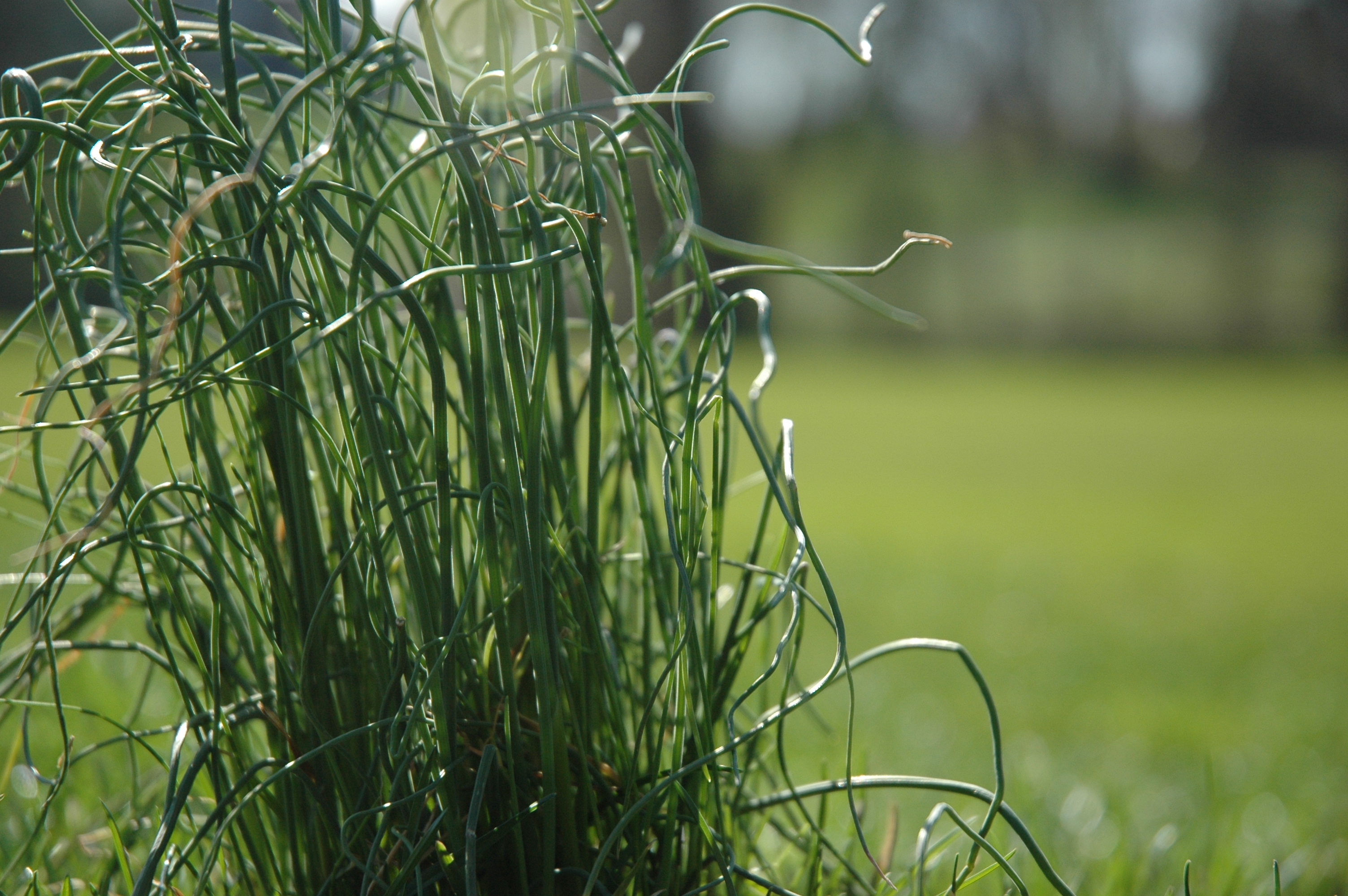 Onion Grass - You Can Eat It! So Why Not Try It?