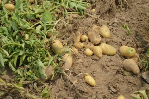 seed potatoes.