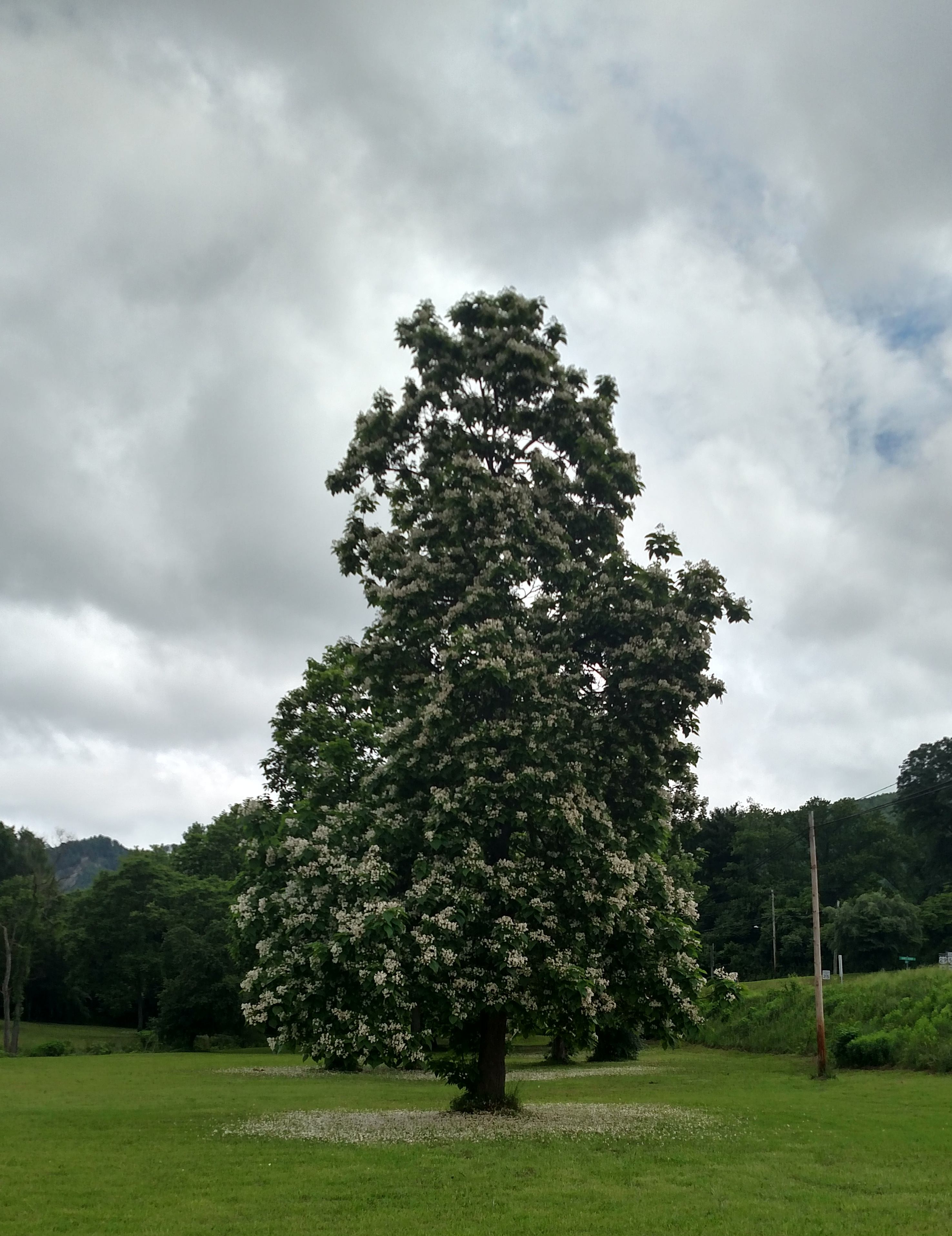 Catalpa