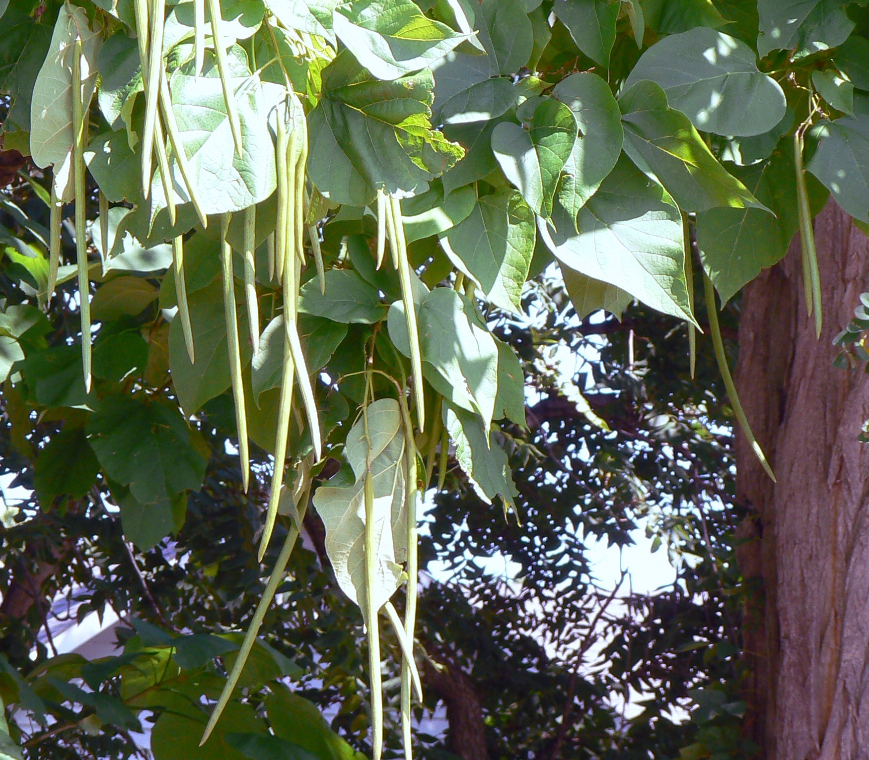 Northern Catalpa