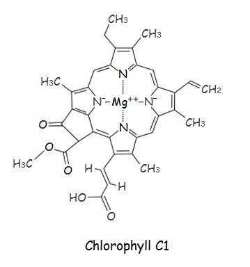 hemoglobin and chlorophyll