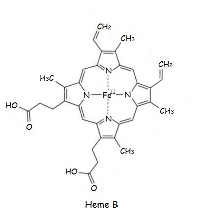 hemoglobin and chlorophyll