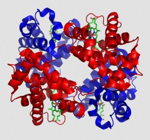 Hemoglobin and Chlorophyll