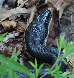 Black snakes and copperheads don't crossbreed.