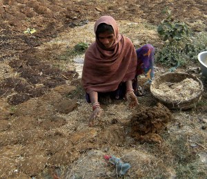 Preparing Komaya (cow) dung for fuel.