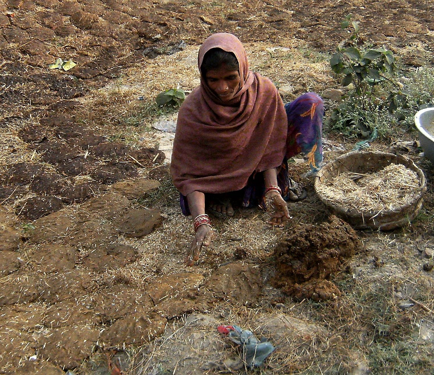 Dung For Fuel Cow Buffalo Lama Or Camel