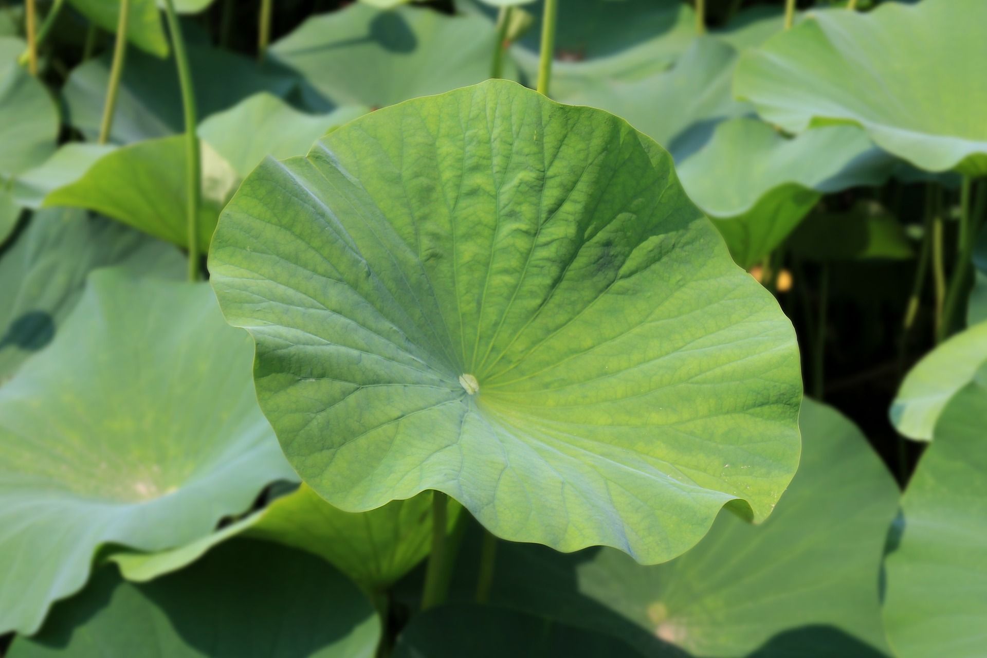 Lotus Effect Vibrations And Superhydrophobic Behavior