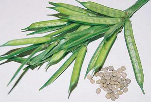 Guar Gum (Beans)
