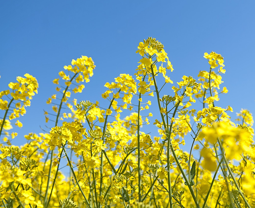 canola oil