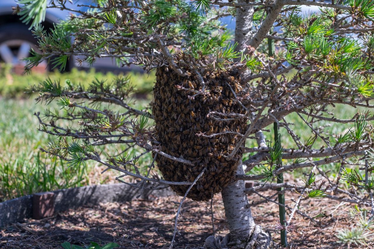 honeybee swarm