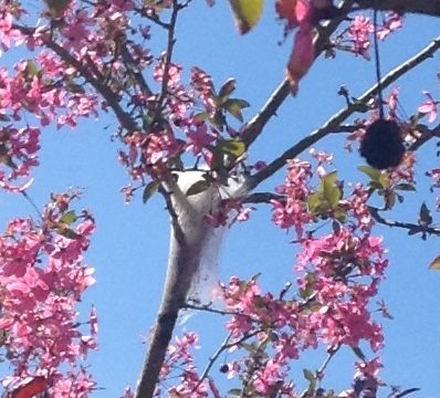 eastern tent caterpillar