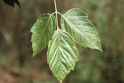 boxelder syrup