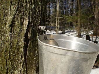 Box Elder Syrup