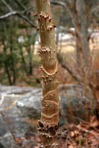 Devils walking stick