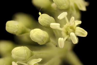 Flower Closeup