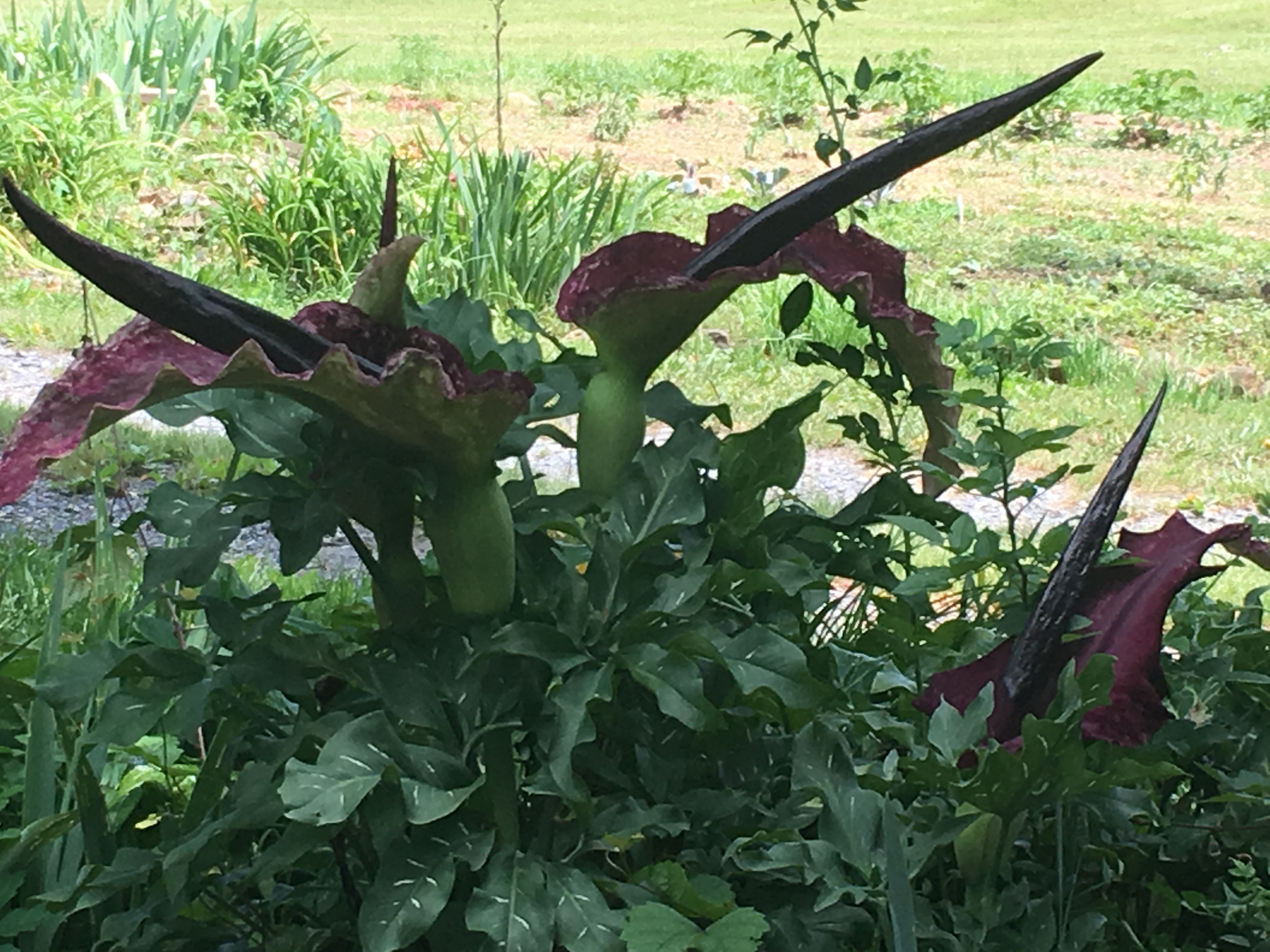 Dragon's Arum