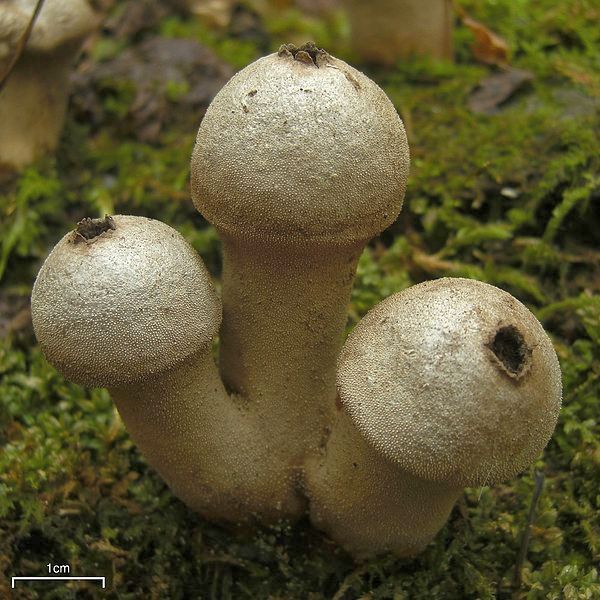 puffballs