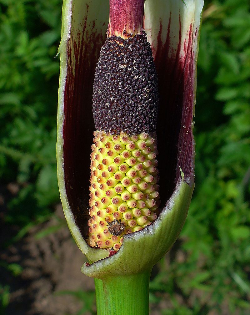 Dragons Arum